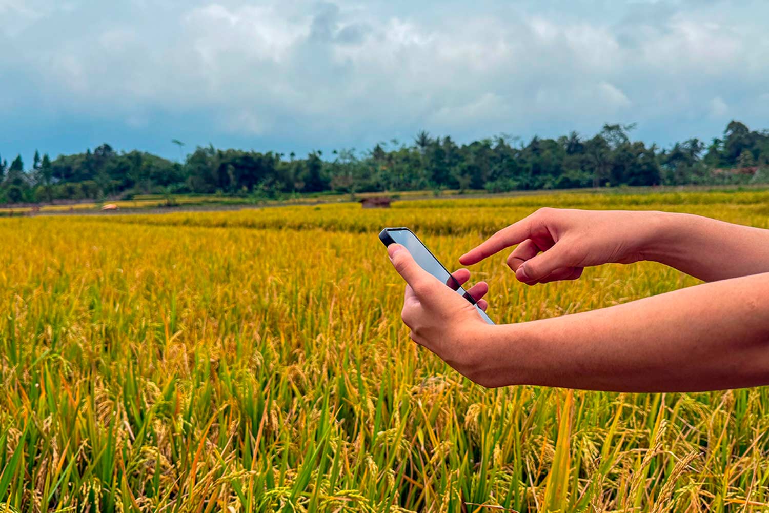 Couverture mobile en zone rurale : quel réseau choisir ?